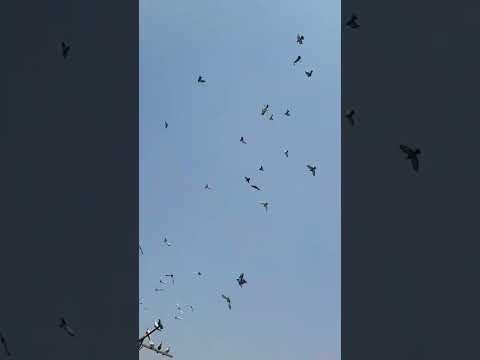 Birds 😍 #youtubeshorts #school #ciscedelhi #kvsdelhi #cisce #joygaon