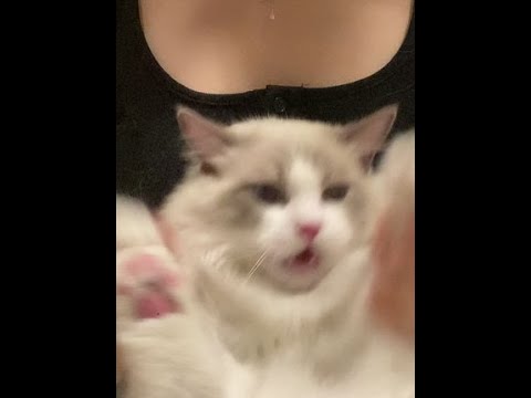 🐱再拍多几下 我咬死你！#拍拿放挑战 #布偶猫 #猫咪版拍拿放