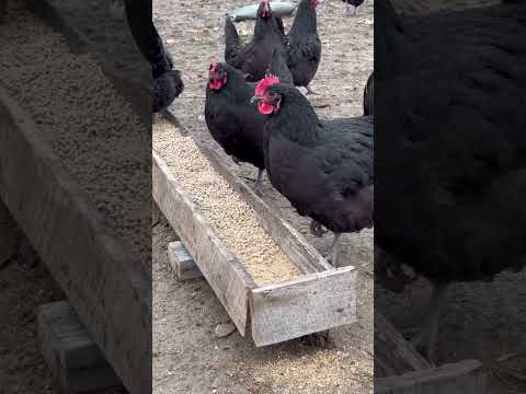 Hens and I Are Loving the “New” Chicken Troughs