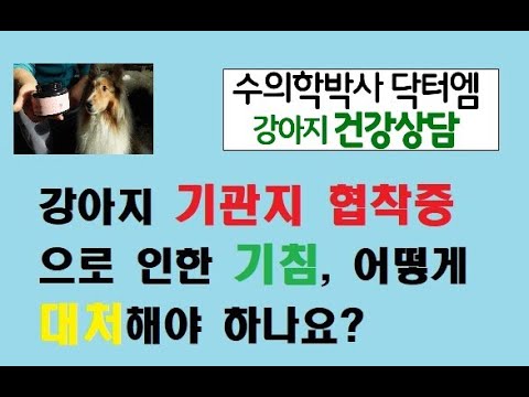 강아지 기관지협착증으로 인한 기침, 대처방법은요?