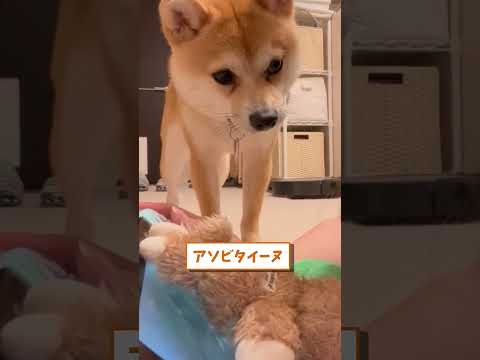 イッヌの動画見てクスッとなったら負けwww　#2ch動物スレ #動物 #犬 #shorts #2ch