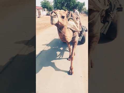 Rajasthan में ऊंट की सवारी 🤫 | #shorts #youtubeshorts #viral #travel