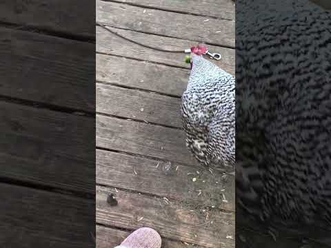 Ravenous rooster hungry for broccoli 🥦 🐓 #rooster #backyardchickens  #backyardrooster #chicken