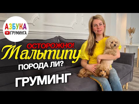 Порода МАЛЬТИПУ!? - груминг, выбор, дань моде