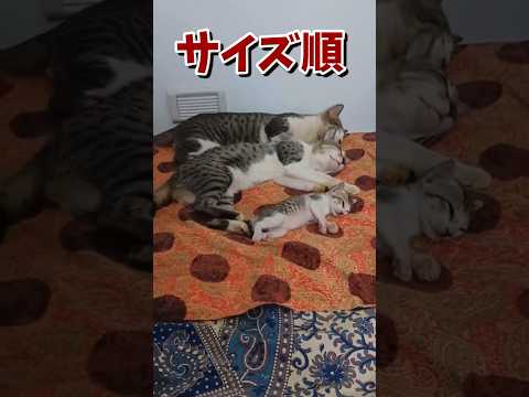 ネッコの動画で癒されたら寝ろｗｗｗ　#2ch #2ch動物スレ #2ch面白いスレ #動物 #犬 #猫 #癒やし #ねこ　#ほっこり#ほのぼの