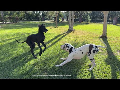 Funny Pilot Great Dane Puppy Flies Through The Air With The Greatest of Ease