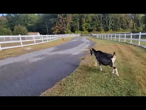 Lucy tried to run away - Syman Says Farms