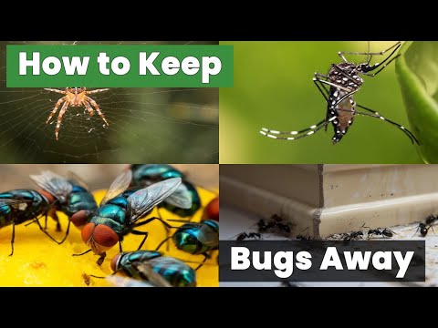 How to Keep Bugs Away Without Harsh Chemicals