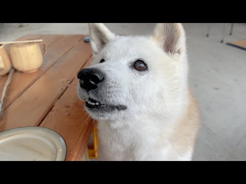 可愛さ全開で七輪BBQを思いっきり楽しむ柴犬＆サモエド