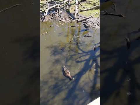 Ducks 小鸭子 #duck #animals #nature #鸭子 #动物