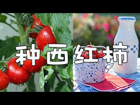 种植西红柿(番茄）必知