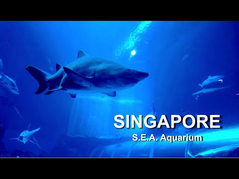 Relaxing Meditation Soothing Calming Peaceful Sleeping music | Singapore S.E.A. Aquarium | Sentosa