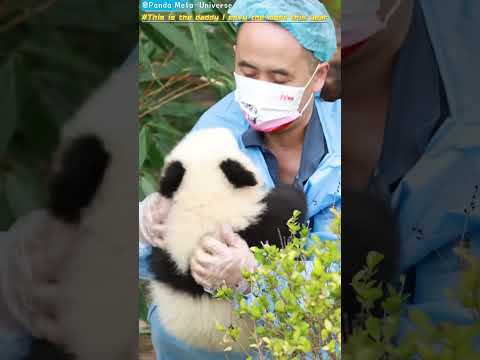 这是今年我最羡慕的奶爸 This is the daddy I envy the most this year #panda #cute #funny #redpanda #giantpanda