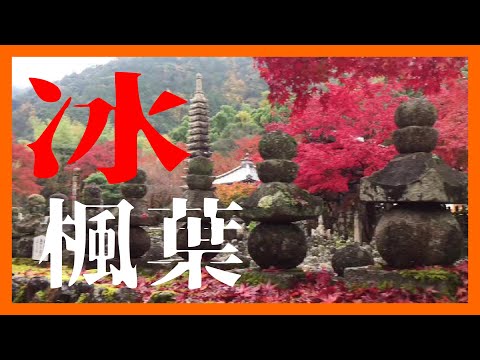 【晚安JM】冰楓葉/本片不是賞楓景點推廣片/楓葉保存