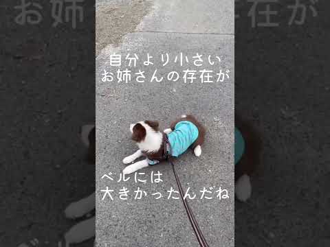 【初めてのソロ散歩】お姉さん犬が一緒じゃないと足がすくんでしまうボーダーコリー