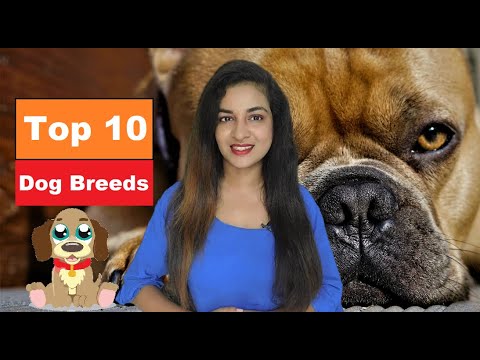 10 Best Dog Breeds For Families of 2021 | Best Family Dogs 2021