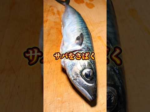 サバを三枚おろしで捌く #鯖 #魚の捌き方 #三枚おろし