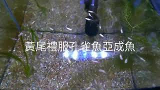 黃尾禮服孔雀魚亞成魚