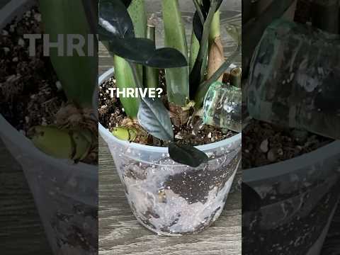 ZZ PLANT : Get It To Thrive Not Just Survive. #houseplant #houseplants #plant