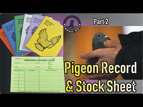 Pigeon Stock Sheet | Pigeon Loft Organizer | How Many Birds or Pigeon in Your Loft | Pigeon Cote