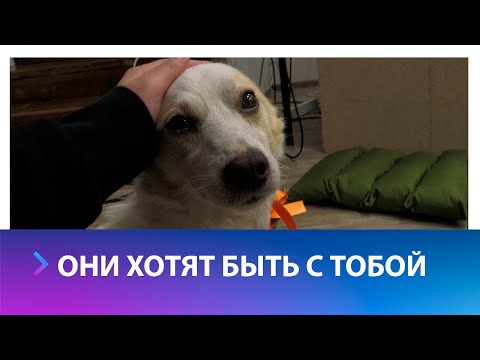 Кто твой лучший друг?