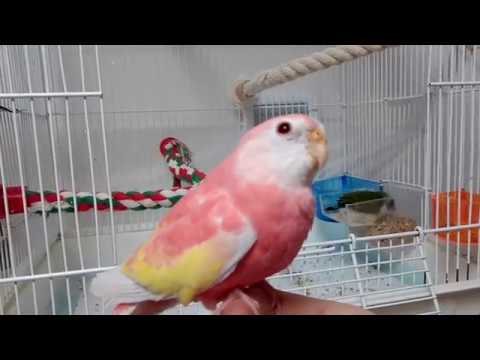 秋草インコ 手のり度検証