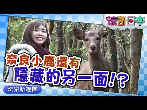 奈良の鹿のウラの顔!?台湾娘が“神の使い”を捜索【ビックリ日本】