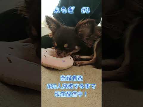 【よもぎ】＃3 #shots #犬 #犬のいる暮らし 　#チワワ