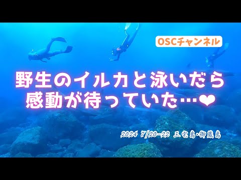 【感動！水中映像】伊豆七島の三宅島・御蔵島で野生のイルカと一緒に泳ぐドルフィンスイムをしてきました！