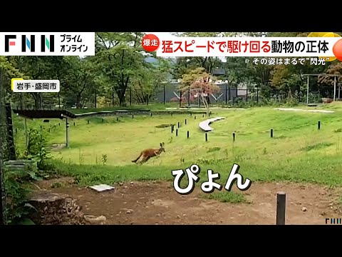 猛スピードで爆走するカンガルー！「広い運動場に出ると走り回る」飼育員語る暴走のワケ　盛岡市