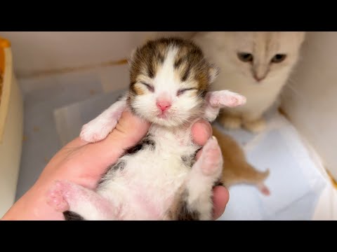 ★まとめ★初登場回！ジル家の子猫達の動画をまとめてみた件【猫のいる生活Vol.814～820】出産動画 マンチカン短足・ミヌエット・ペルシャ猫専門ブリーダー『ペット蔵人』【子猫の成長記録】