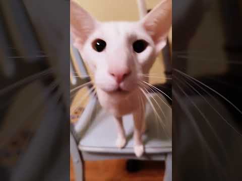 What do oriental kittens sound like♥ #cute #catsruleeverythingaroundme #pets