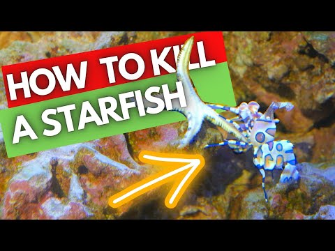 Asterina Starfish vs Harlequin shrimp (Hymenocera picta)