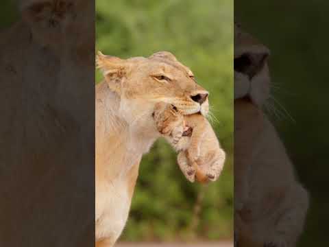 Lioness carrying cub. Chobe National Park, Botswana. #lioncub #botswana #babyanimals