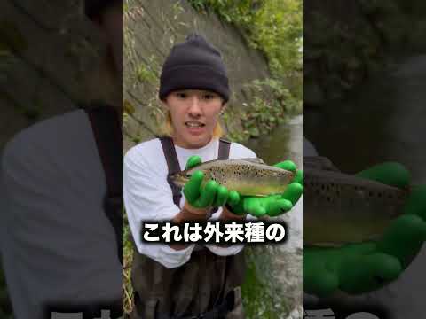 【ガサガサ】北海道の渓流であの"超獰猛な外来トラウト"を捕獲しました#shorts