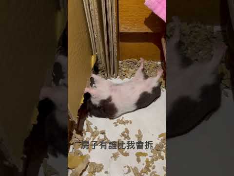 可愛倉鼠🐹黃金鼠，來拆房子囉！看我咬功ㄧ流😂😂😂