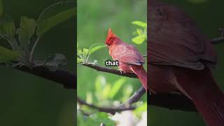 #NorthernCardinal #BirdWatching #Nature #Wildlife #BirdsOfInstagram #NatureLovers #naturelovers #wil