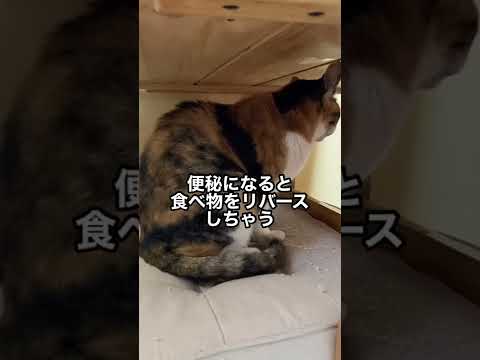 【衝撃のラスト】三毛猫かえちゃんの受難💩