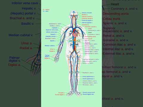 Name List of Vein