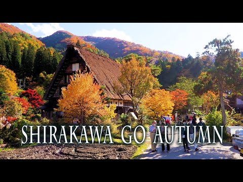 Shirakawa-gō and Gokayama in Autumn 2022. World Heritage Site. 秋の白川郷・五箇山の合掌造り集落