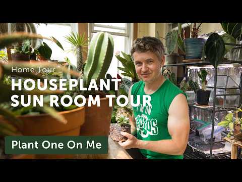 Tour Tomasz's SUN ROOM Full of HOUSEPLANTS — Ep. 388