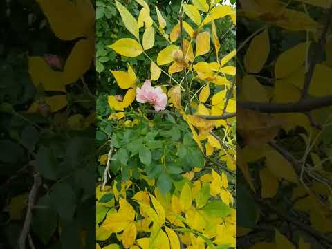 THU CA( VIETNAMESE SONG )- Music of Autumn .