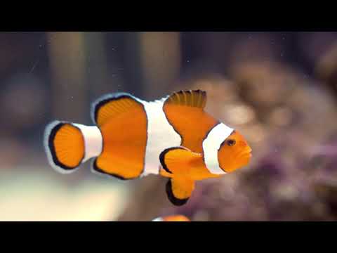 Clown Fish | Copyright Free Video Footage