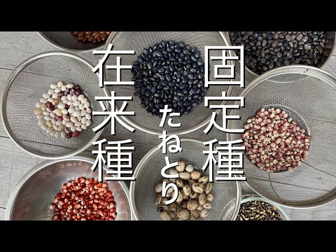 固定種・在来種のたねとり　Japan countryside vlog