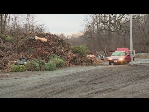 Residents begin recycling Christmas trees across St. Louis parks