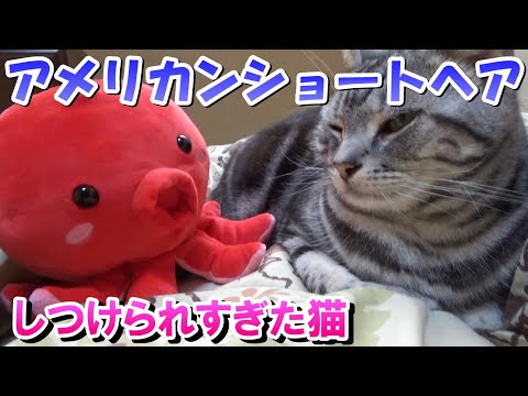 たこさんとしつけられすぎた猫（アメリカンショートヘア）