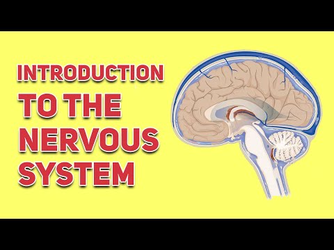 Introduction To The Nervous System In Under 7 Minutes