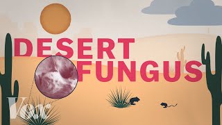 A desert fungus that infects humans is spreading