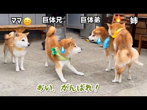 興奮した姉柴犬にホールドされた弟柴犬を見守るしかない兄柴犬