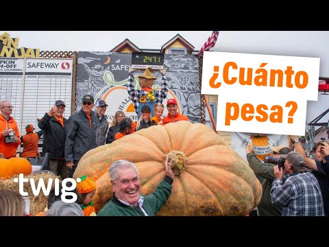 Una calabaza gigante gana el primer premio en una competencia